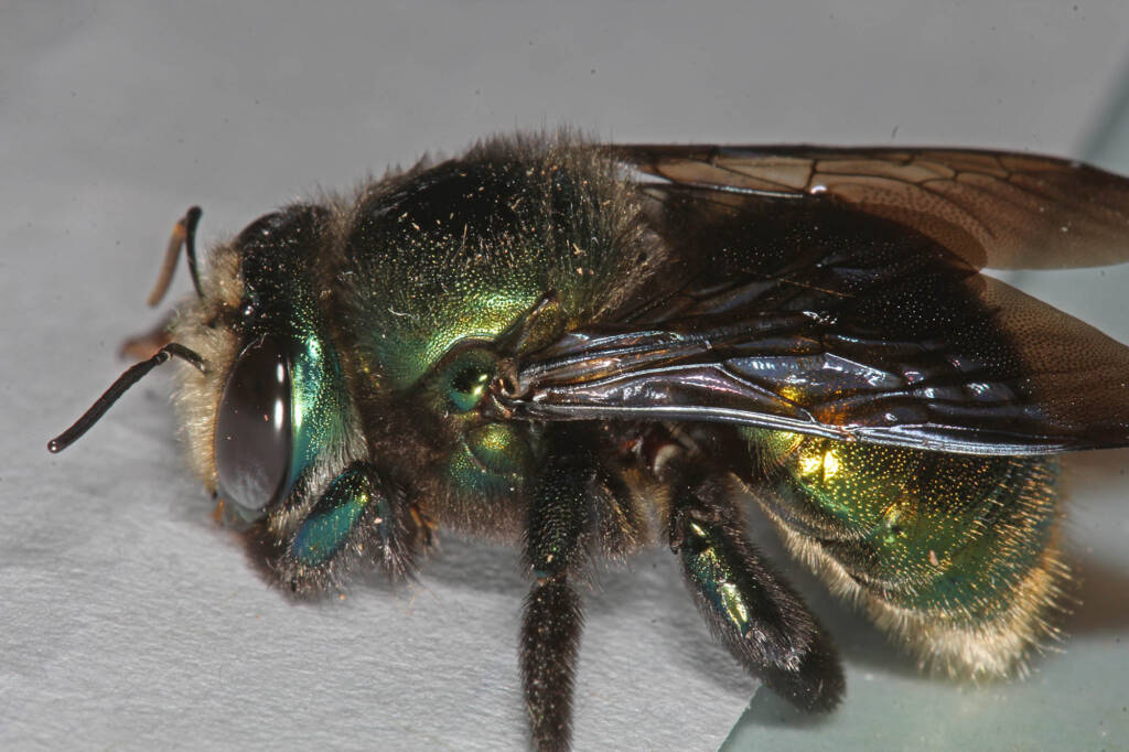 Miserable cold weather for Mrs Carpenter - Bee Xylocopa (Lestis) aeratus © Marc Newman