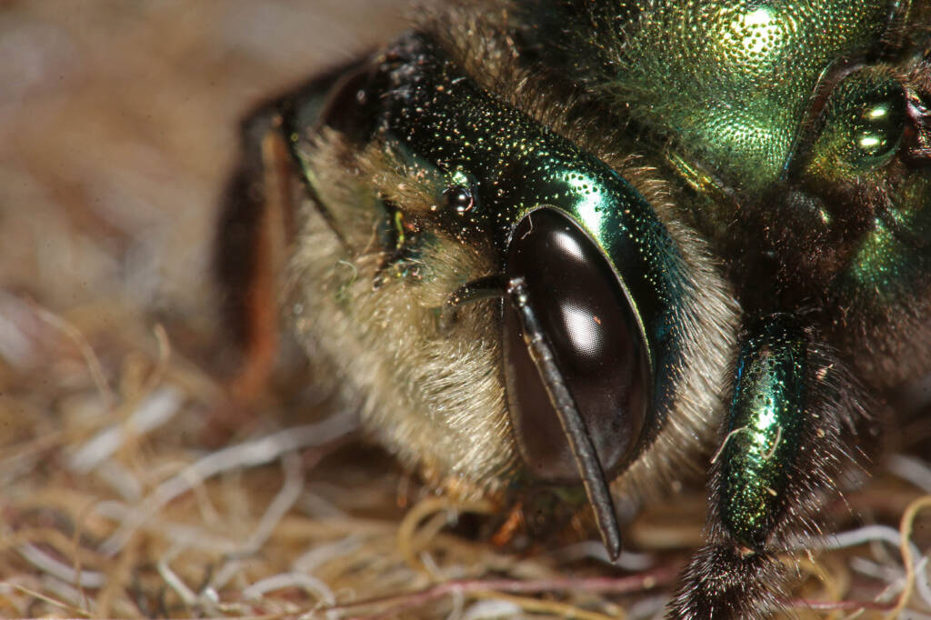 Miserable cold weather for Mrs Carpenter - Bee Xylocopa (Lestis) aeratus © Marc Newman
