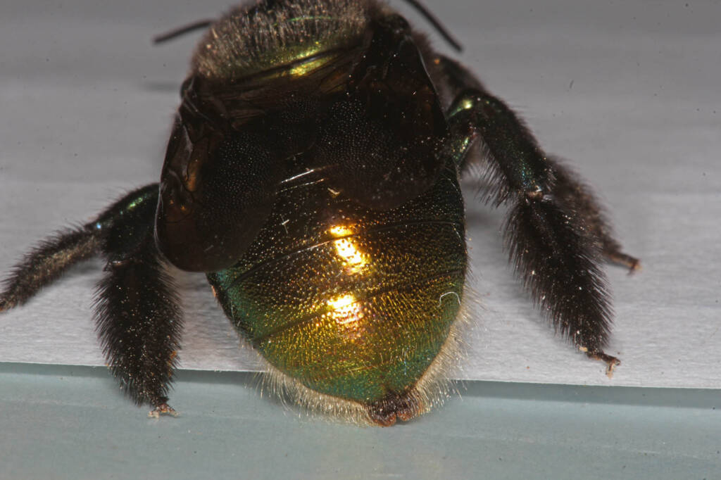 Miserable cold weather for Mrs Carpenter - Bee Xylocopa (Lestis) aeratus © Marc Newman