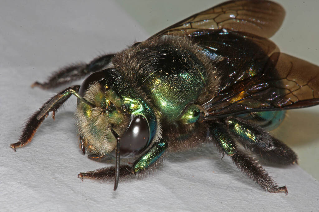 Miserable cold weather for Mrs Carpenter - Bee Xylocopa (Lestis) aeratus © Marc Newman