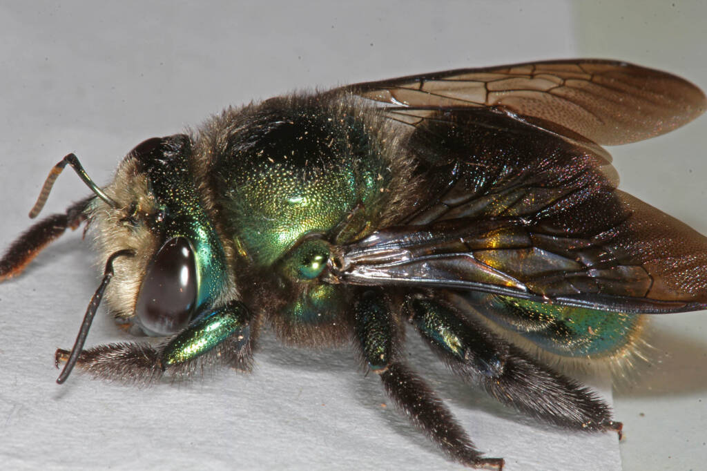 Miserable cold weather for Mrs Carpenter - Bee Xylocopa (Lestis) aeratus © Marc Newman