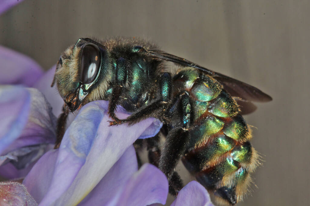 Xylocopa (Lestis) aeratus female on Wisteria at Ballandean, QLD © Marc Newman