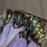 Xylocopa (Lestis) aeratus female on Wisteria at Ballandean, QLD © Marc Newman