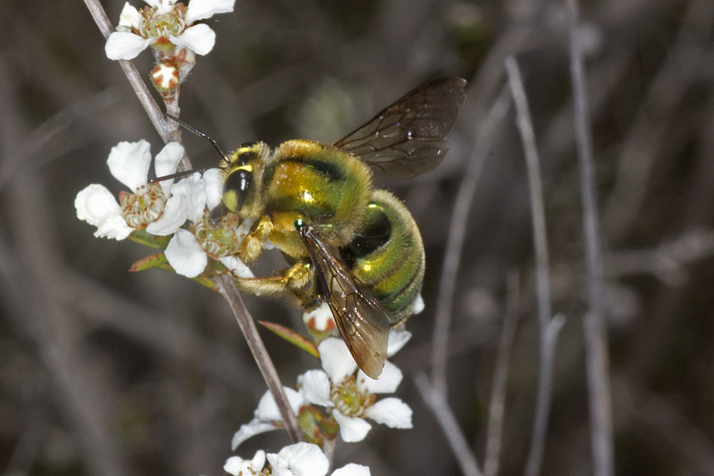 Xylocopa (Lestis) aeratus male © Marc Newman