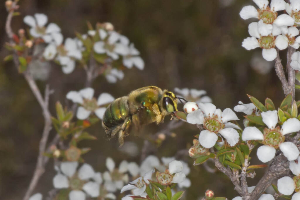 Male Xylocopa (Lestis) aeratus on Leptospermum © Marc Newman