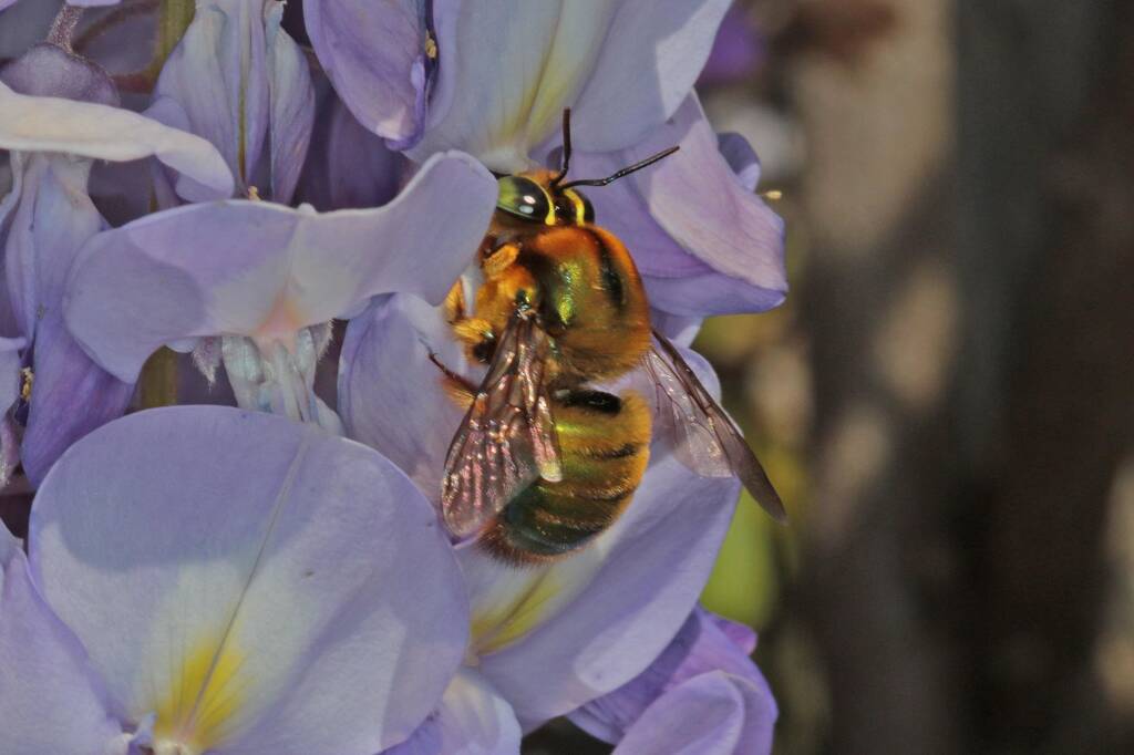 Xylocopa (Lestis) aeratus male, Ballandean, QLD © Marc Newman