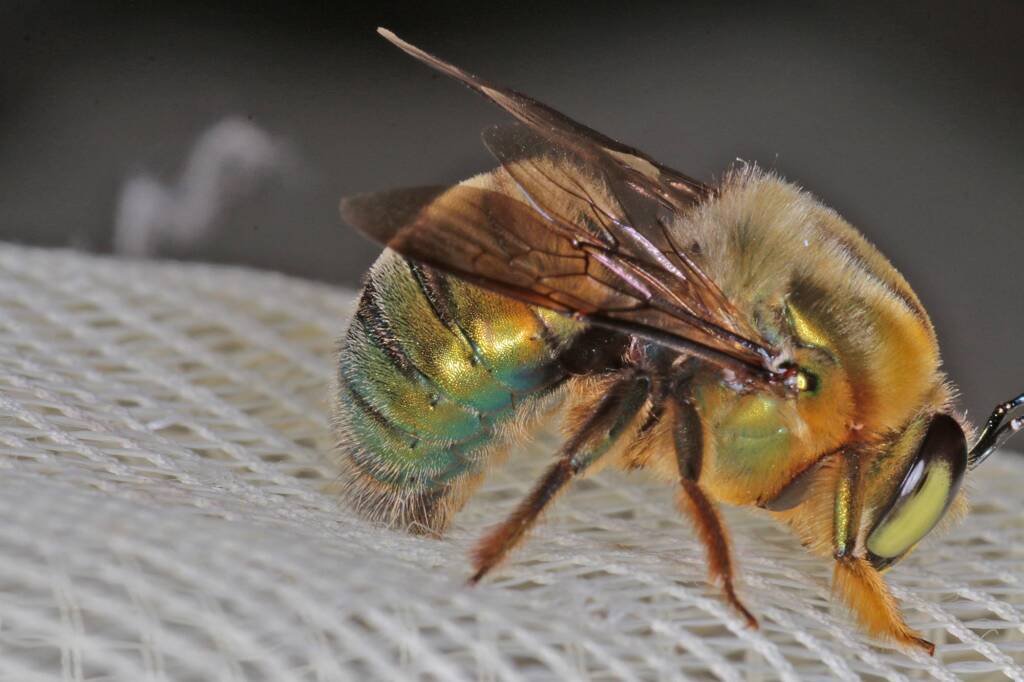 Male Xylocopa (Lestis) aeratus © Marc Newman