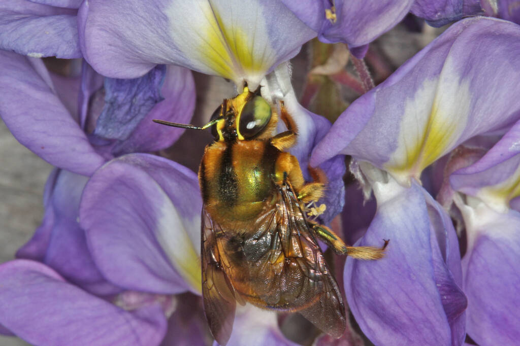 Xylocopa (Lestis) aeratus male, Ballandean, QLD © Marc Newman