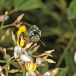 Xylocopa (Lestis) aeratus on Nandina, Ballandean, QLD © Marc Newman