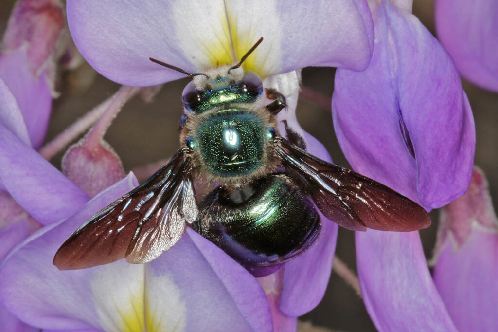 Xylocopa (Lestis) aeratus on Wisteria, Ballandean, QLD © Marc Newman