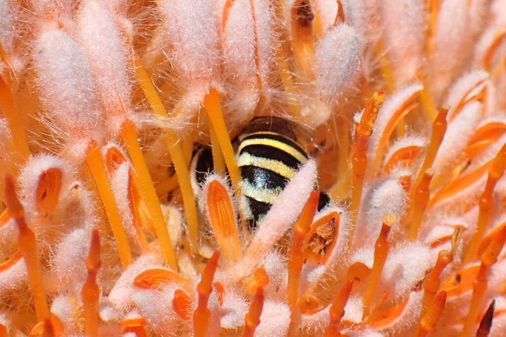 Amegilla chlorocyanea in the Banksia © Gary Taylor