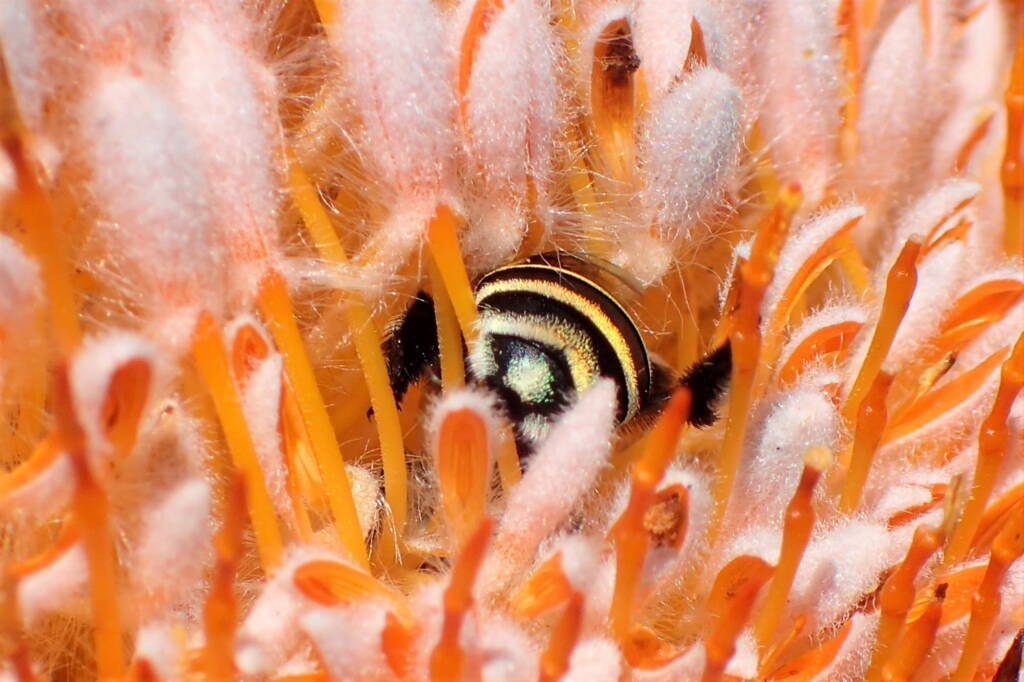Amegilla chlorocyanea in the Banksia © Gary Taylor