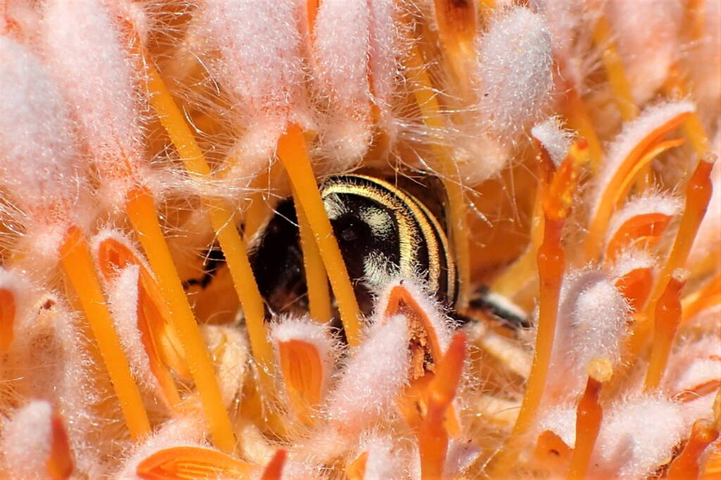 Amegilla chlorocyanea in the Banksia © Gary Taylor