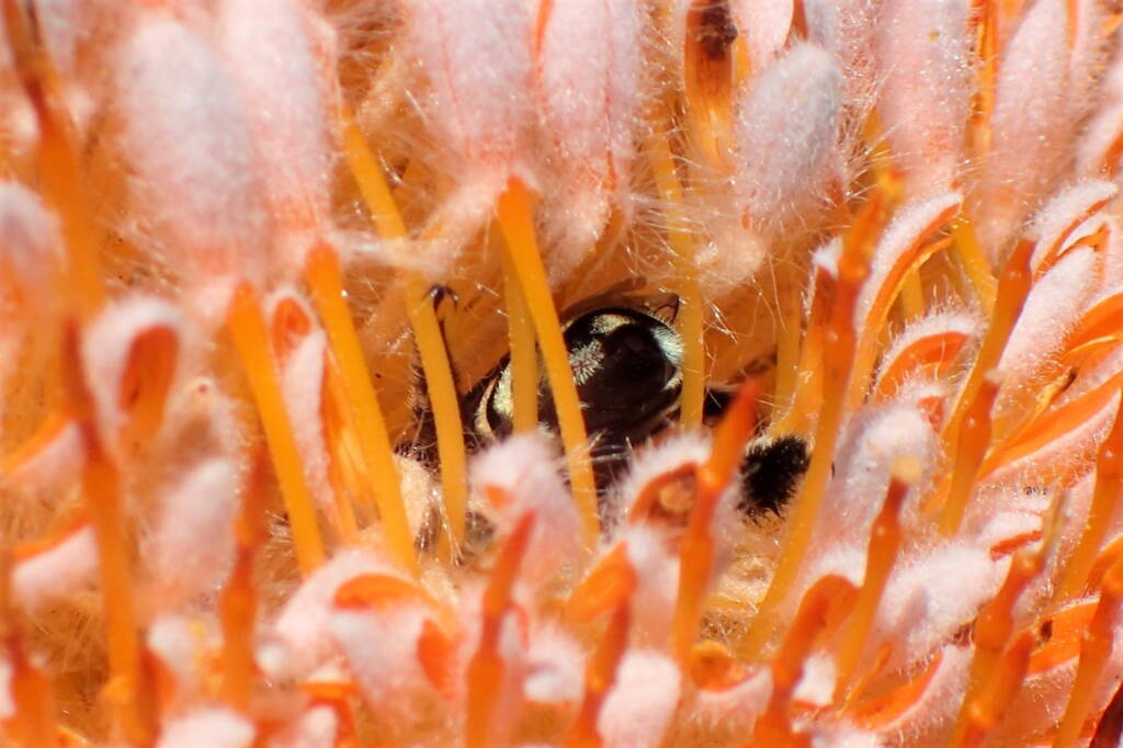 Amegilla chlorocyanea in the Banksia © Gary Taylor