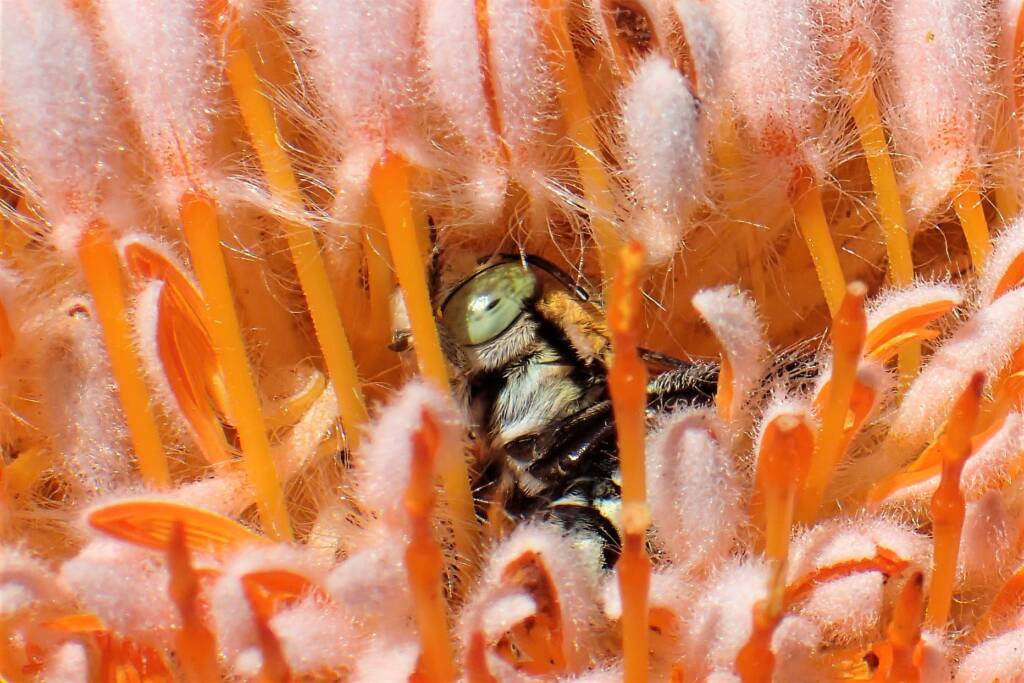 Amegilla chlorocyanea in the Banksia © Gary Taylor