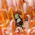 Amegilla chlorocyanea in the Banksia © Gary Taylor