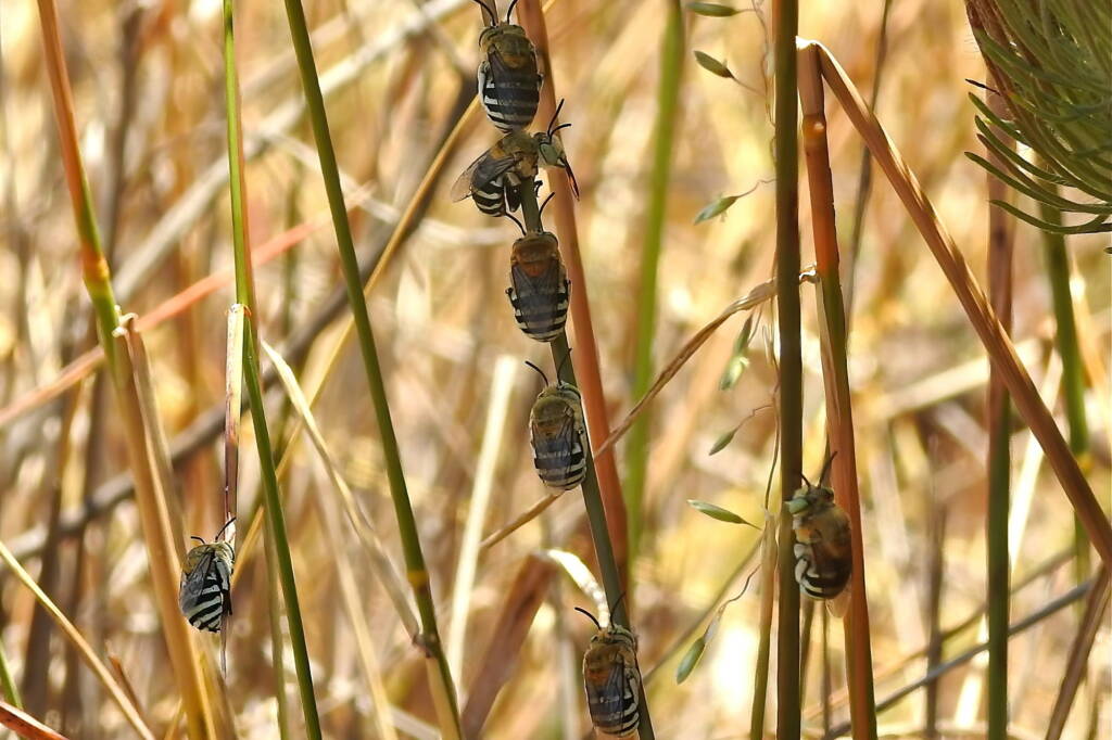 Amegilla roosting, Midwest WA © Gary Taylor