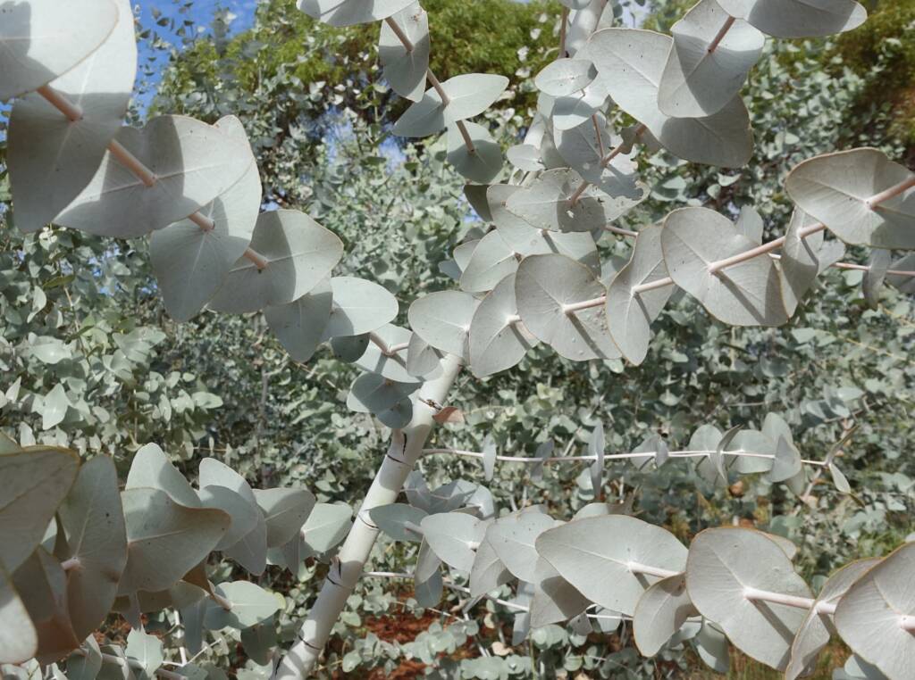 Blue Mallee (Eucalyptus gamophylla)
