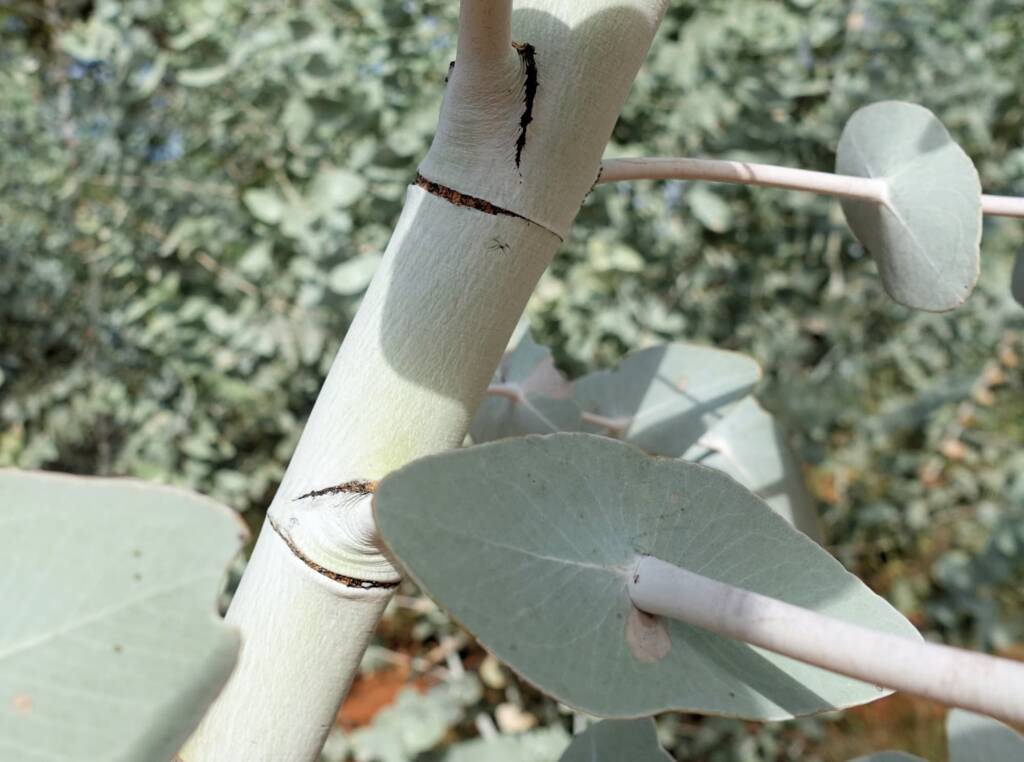 Blue Mallee (Eucalyptus gamophylla)