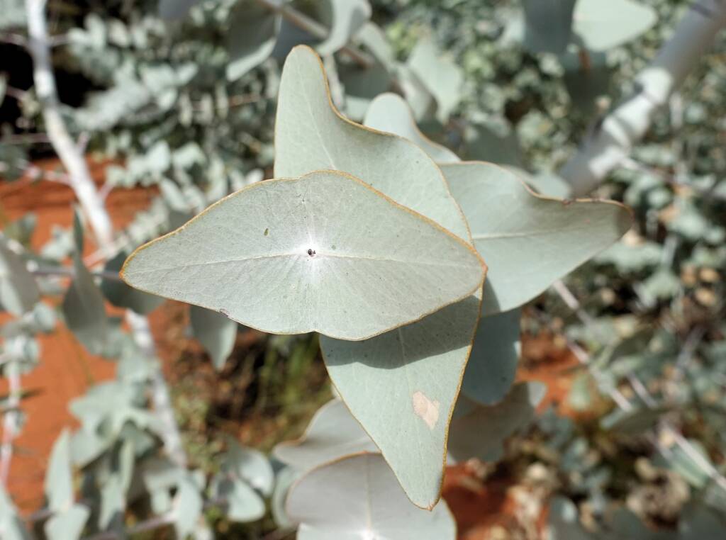 Blue Mallee (Eucalyptus gamophylla)