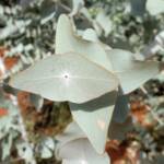 Blue Mallee (Eucalyptus gamophylla)
