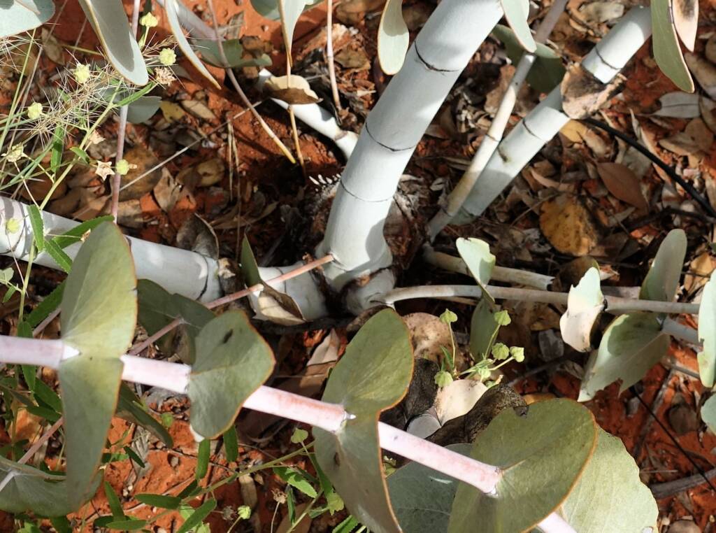 Blue Mallee (Eucalyptus gamophylla)