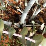 Blue Mallee (Eucalyptus gamophylla)
