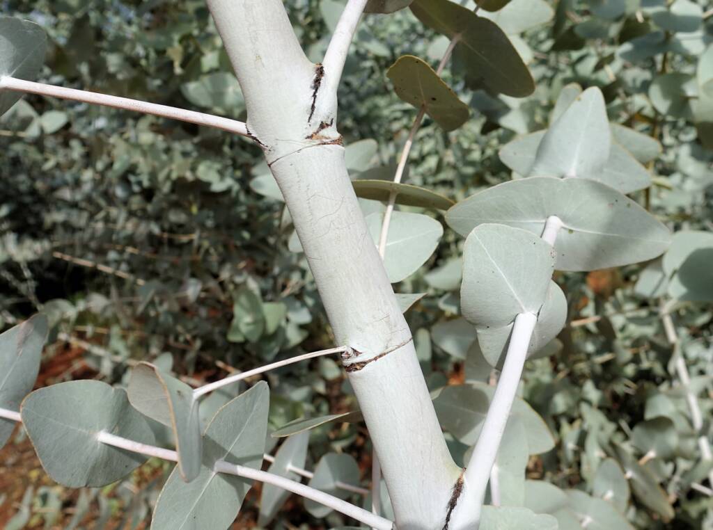 Blue Mallee (Eucalyptus gamophylla)