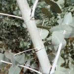Blue Mallee (Eucalyptus gamophylla)