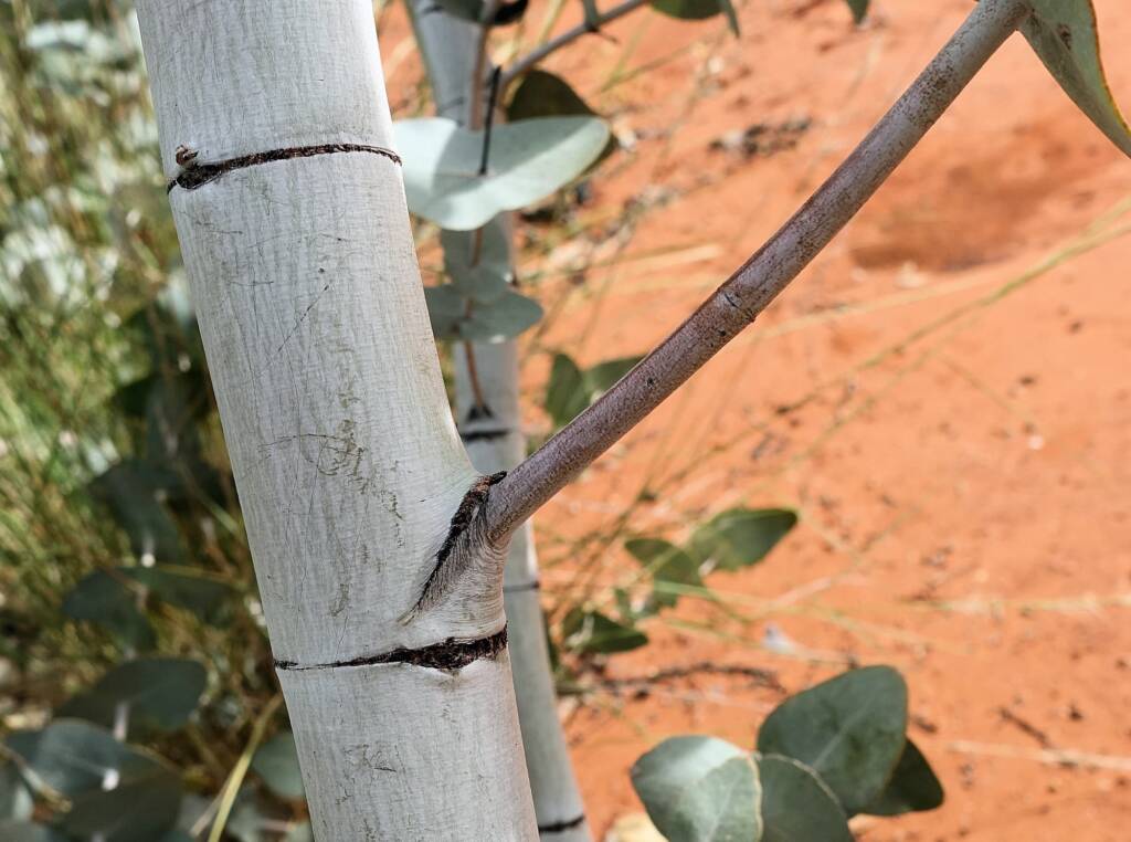 Blue Mallee (Eucalyptus gamophylla)
