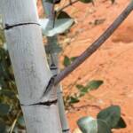 Blue Mallee (Eucalyptus gamophylla)