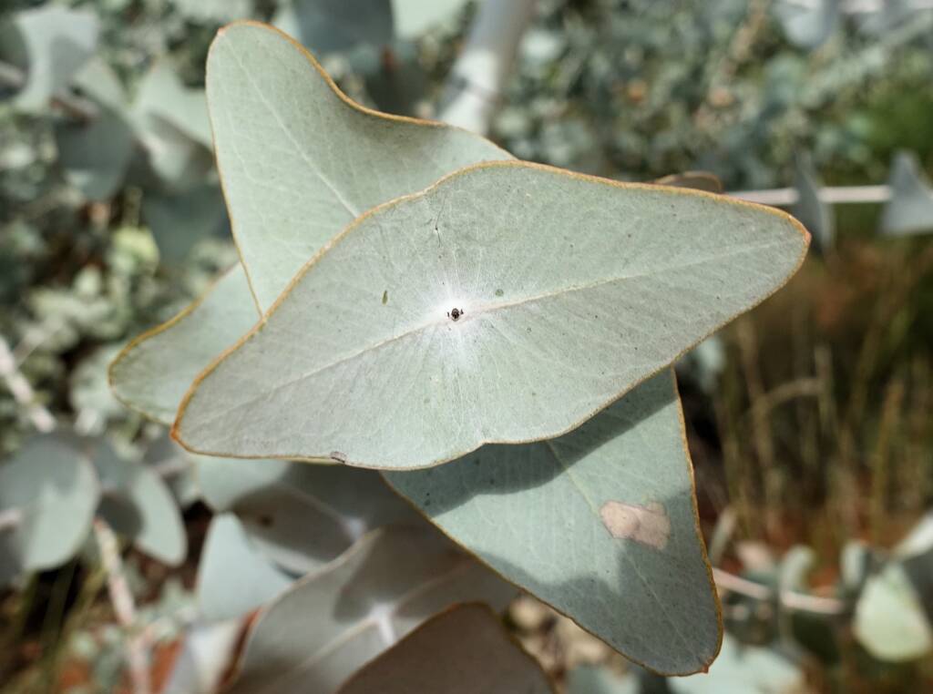 Blue Mallee (Eucalyptus gamophylla)