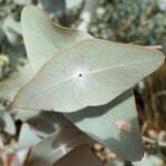 Blue Mallee (Eucalyptus gamophylla)