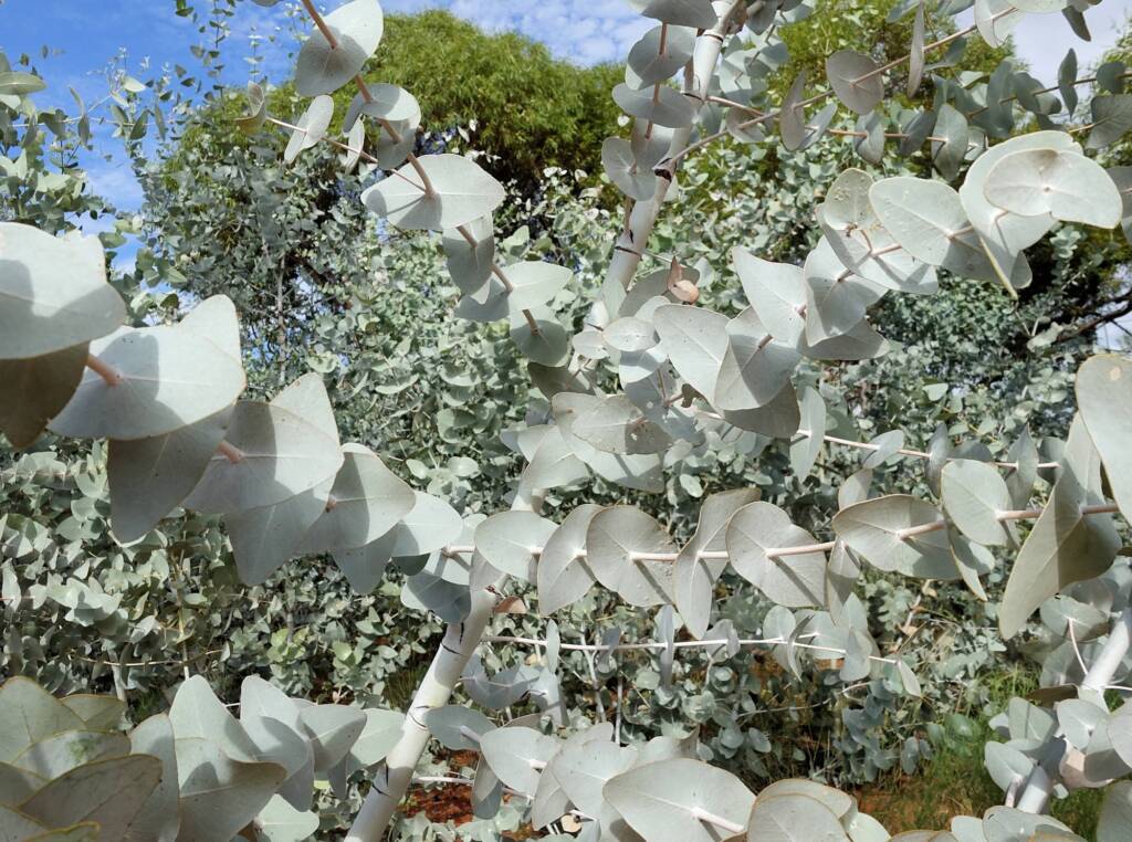 Blue Mallee (Eucalyptus gamophylla)