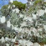 Blue Mallee (Eucalyptus gamophylla)