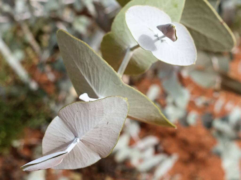 Blue Mallee (Eucalyptus gamophylla)