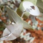 Blue Mallee (Eucalyptus gamophylla)