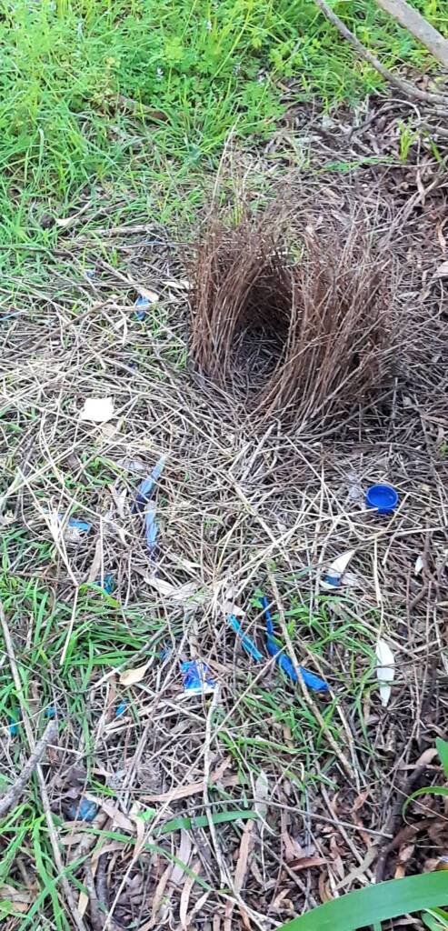 Bower of Satin Bowerbird (Ptilonorhynchus violaceus) © Marc Newman