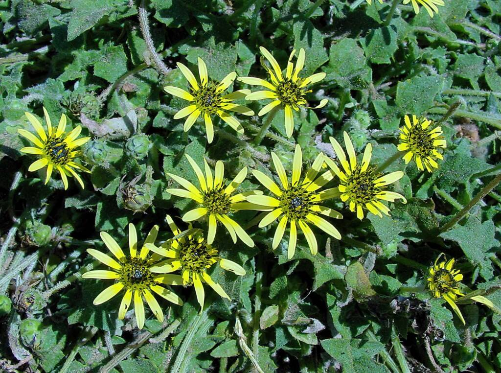Capeweed (Arctotheca calendula), Kangaroo Island, SA