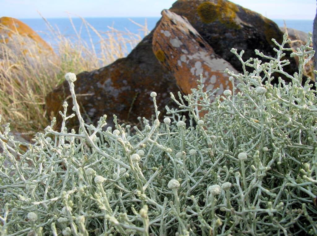 Cushion Bush (Leucopyhta brownii), Kangaroo Island