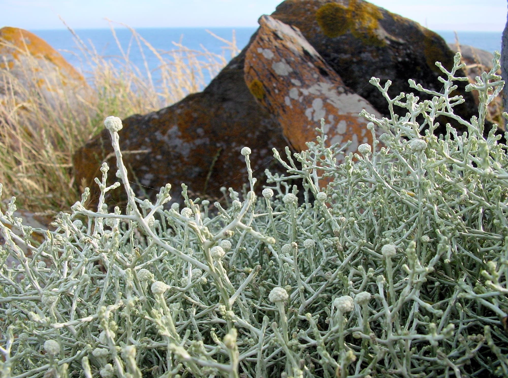 Cushion Bush (Leucopyhta brownii), Kangaroo Island