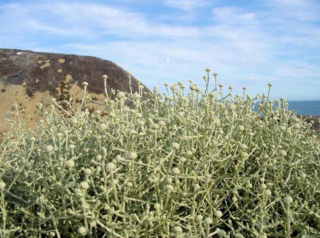 Cushion Bush (Leucopyhta brownii), Kangaroo Island