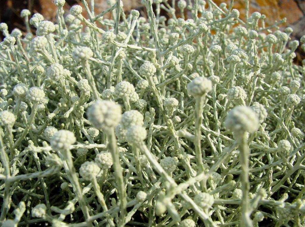 Cushion Bush (Leucopyhta brownii), Kangaroo Island
