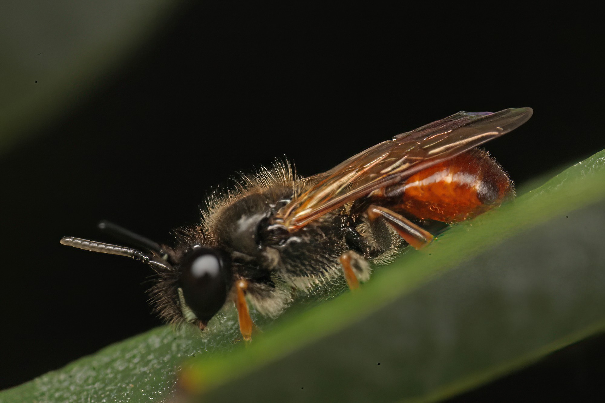 Male Exoneura sp, Ballandean QLD © Marc Newman