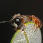 Male Exoneura sp, Ballandean QLD © Marc Newman