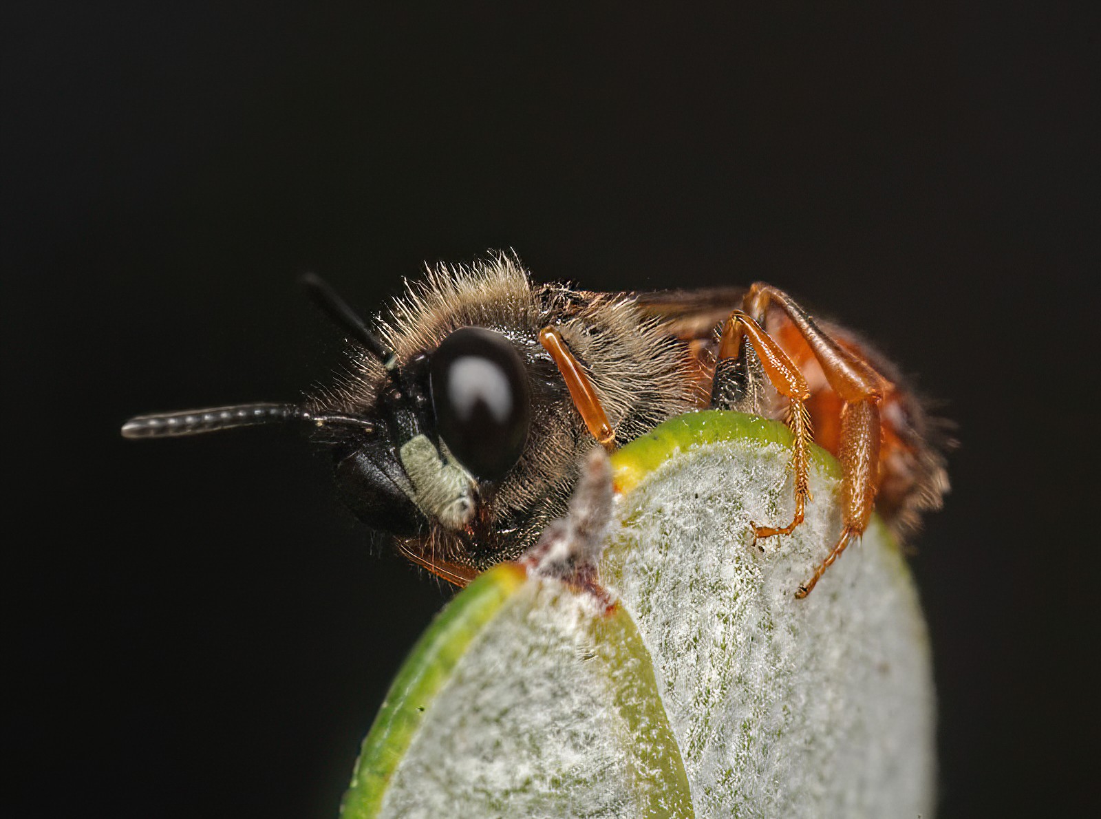 Male Exoneura sp, Ballandean QLD © Marc Newman