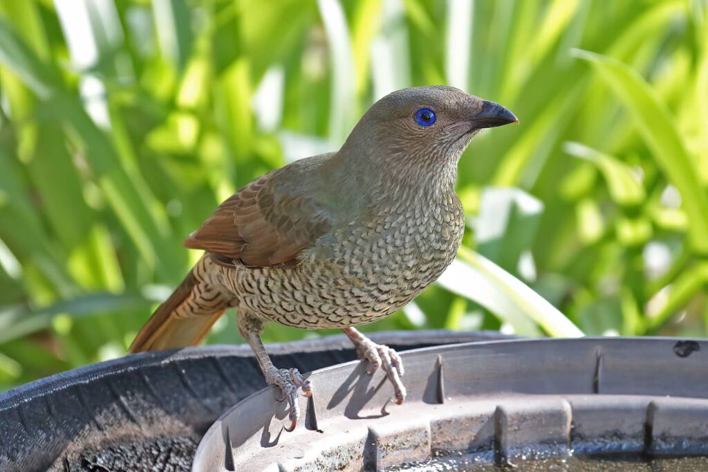 Bower of Satin Bowerbird (Ptilonorhynchus violaceus) © Marc Newman