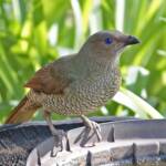 Satin Bowerbird (Ptilonorhynchus violaceus) © Marc Newman