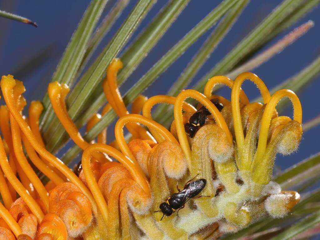 Two female Hylaeus (Hylaeteron) douglasi among pre-anthesis flowers at the tip of a conflorescence of Grevillea excelsior (Orange Flame Grevillea) © Marc Newman