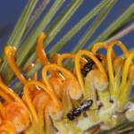 Two female Hylaeus (Hylaeteron) douglasi among pre-anthesis flowers at the tip of a conflorescence of Grevillea excelsior (Orange Flame Grevillea) © Marc Newman